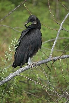 Black Vulture, Coragyps atratus, Maryland, preening