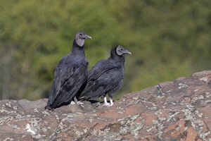 Black Vulture - Coragyps atratUS - Perched on edge