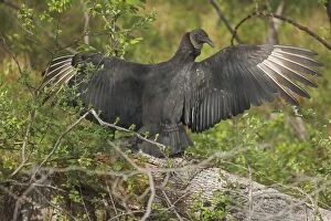 Black Vulture, Coragyps atratus, sunning wings, Maryland
