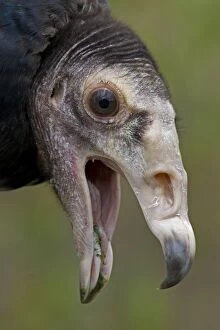 Beak Open Collection: Black Vulture - Mississippi, USA - Range is Ohio-Pennsylvania to northern Chile
