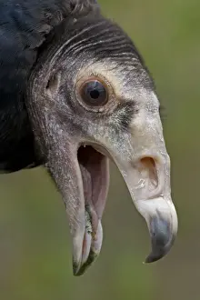 Beak Prints: Black Vulture - Mississippi, USA - Range is Ohio-Pennsylvania to northern Chile and northern Agentina