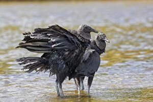 Black Vulture in Myakka State Park in Florida