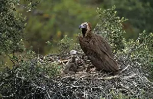Black Vulture - at nest with Chick