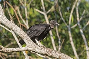 Atratus Gallery: Black Vulture - perched on branch. Rio Negro