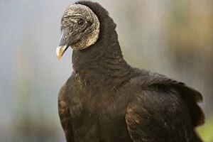 Images Dated 15th February 2006: Black Vulture. USA