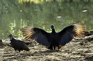 Black Vulture - wings outstretched