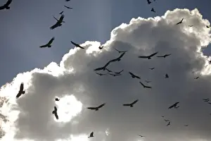 Everglades Prints: Black Vultures in huge flock, circling in the sky over the Everglades USA