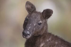 Images Dated 29th October 2011: Black Wallaroo