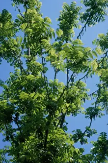 Black Walnut Tree