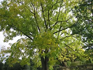 Walnut Prints: Black Walnut Tree - Early autumn colour