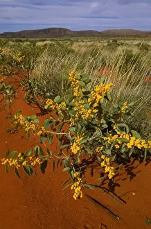 Black Wattle / Black Gidgee - Sandy country - near NT/WA border JPF45256