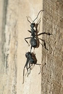 Black Weaver Ant Black Weaver Ant carrying dead Ant up