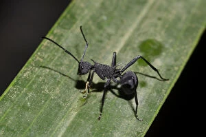 Black Weaver Ant - on leaf - Klungkung, Bali, Indonesia