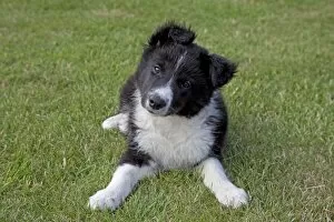 Border Collie Gallery: Black and White Border Collie Sheep Dog - puppy