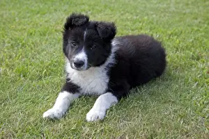 Black and White Border Collie Sheep Dog - puppy - Cotswolds UK