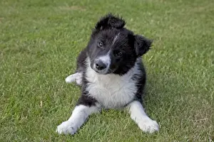 Collies Prints: Black and White Border Collie Sheep Dog - puppy - Cotswolds UK