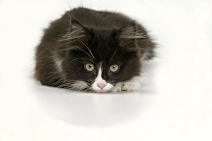 Images Dated 6th January 2005: Black & White Cat