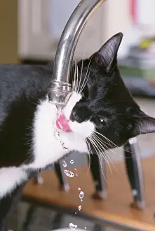 Drinking Prints: Black & White Cat - drinking from tap