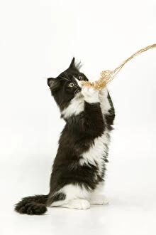 Images Dated 6th January 2005: Black & White Cat - on hind legs playing with string