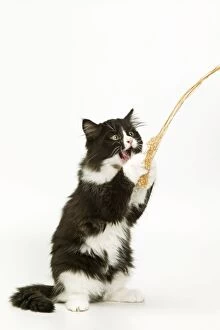 Images Dated 6th January 2005: Black & White Cat - on hind legs playing with string
