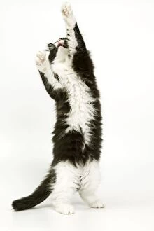 Black & White Cat - on hind legs, stretching