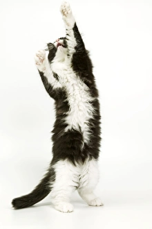 Images Dated 6th January 2005: Black & White Cat - on hind legs, stretching