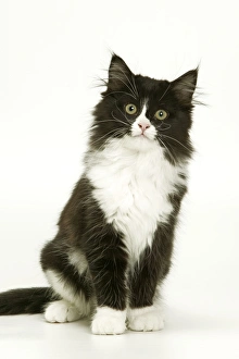 Images Dated 6th January 2005: Black & White Cat - kitten