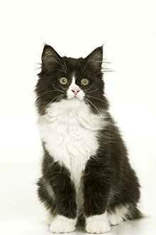 Images Dated 6th January 2005: Black & White Cat - kitten