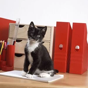 Images Dated 29th March 2011: Black & White Cat - kitten and files