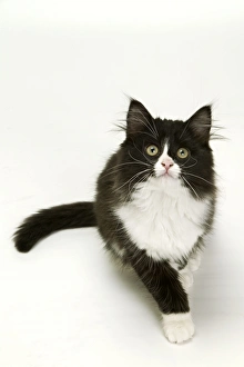 Images Dated 6th January 2005: Black & White Cat - looking up