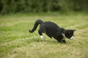 Pouncing Prints: Black and White Cat - pouncing