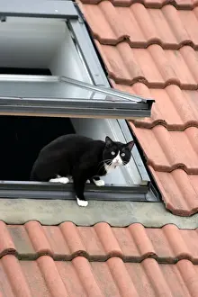 House Prints: Black and White Cat - on roof climbing out of window