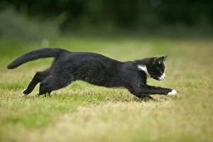 Black and White Cat - running