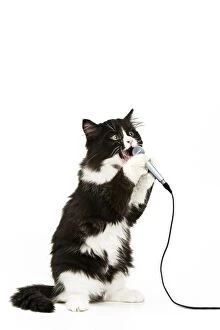 Images Dated 6th January 2005: Black & White Cat - singing into microphone Black & White Cat - singing into microphone