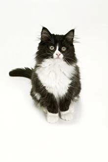Black & White Cat - sitting in studio