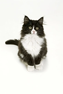 Images Dated 6th January 2005: Black & White Cat - sitting in studio