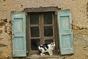 Images Dated 13th May 2007: Black & White Cat - on windowsill of French house