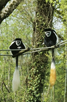 Images Dated 29th August 2006: Black & White Colobus / Guereza Monkey - pair