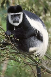Black and White Colobus MONKEY - close-up in tree