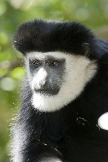 Images Dated 9th February 2010: Black and White Colobus Monkey, Colobus