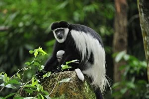 Black and White Colobus Monkey / Mantled Guereza