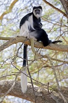 Images Dated 4th January 2009: Black and White Colobus Monkey - with young - Elsamere Conservation Centre Lake Naivasha Kenya