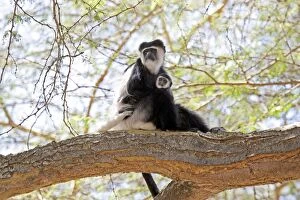 Images Dated 4th January 2009: Black and White Colobus Monkey - with young - Elsamere Conservation Centre Lake Naivasha Kenya