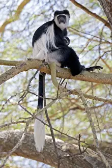 Guereza Prints: Black and White Colobus Monkey - with young - Elsamere Conservation Centre Lake Naivasha Kenya