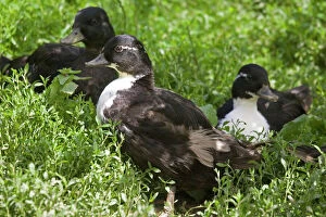 Black and white call ducks