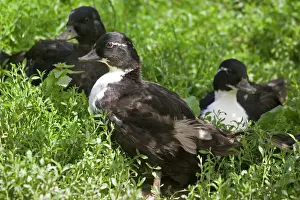 Captivity Prints: Black and white call ducks Woolstone Gloucestershire UK