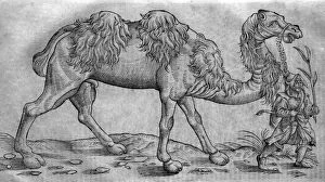 Images Dated 15th November 2005: Black & White Illustration: Camel and man - woodcut Black & White Illustration