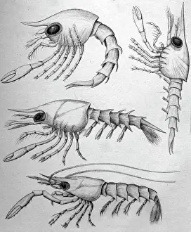 Historical Prints: Black & White Illustration: Crab zoea larvae. Pagurus etc