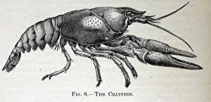 Images Dated 16th November 2005: Black & White Illustration: Crayfish- from Furneaux 1911