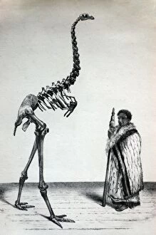 Images Dated 15th November 2005: Black & White Illustration: Moa skeleton with man Black & White Illustration: Moa skeleton with man